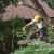 Dry Fork Tree Removal by Carolina Tree Service
